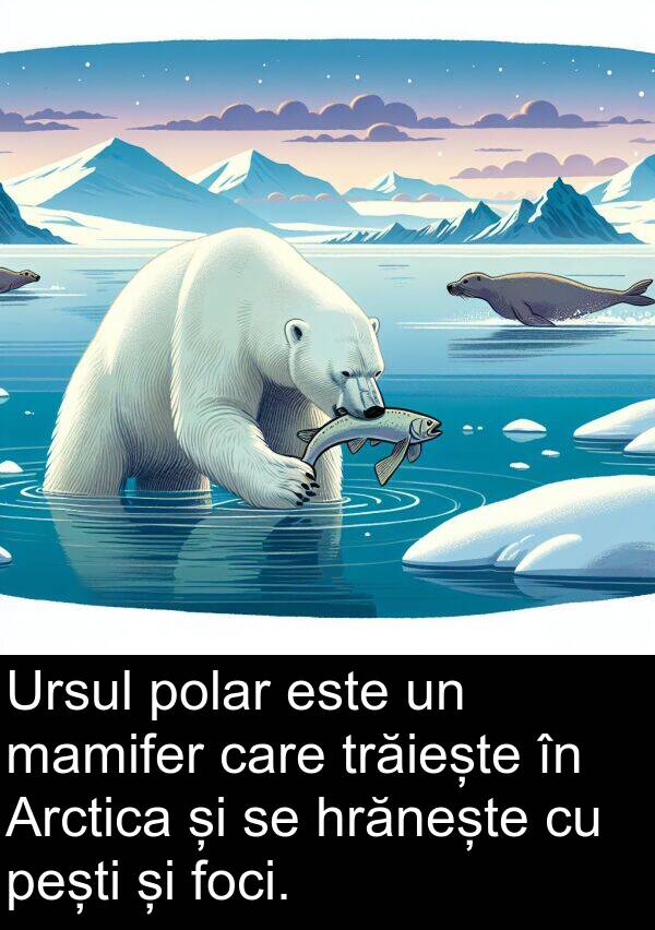 hrănește: Ursul polar este un mamifer care trăiește în Arctica și se hrănește cu pești și foci.