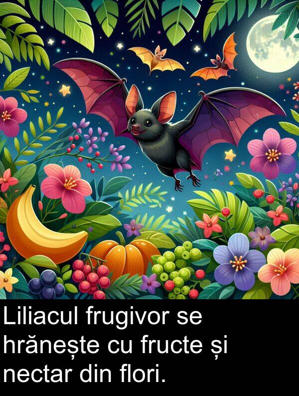 hrănește: Liliacul frugivor se hrănește cu fructe și nectar din flori.