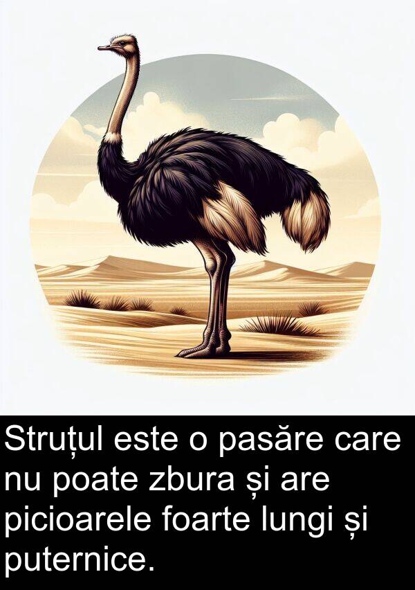 zbura: Struțul este o pasăre care nu poate zbura și are picioarele foarte lungi și puternice.