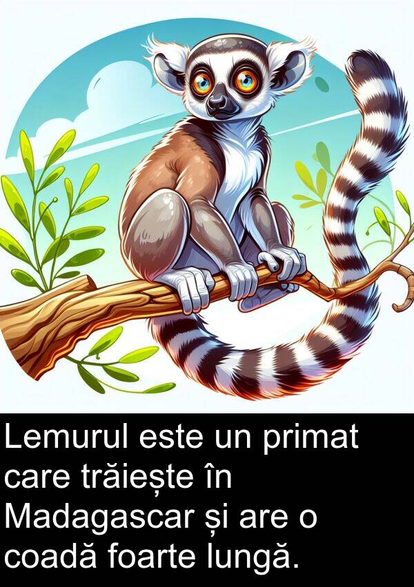 coadă: Lemurul este un primat care trăiește în Madagascar și are o coadă foarte lungă.