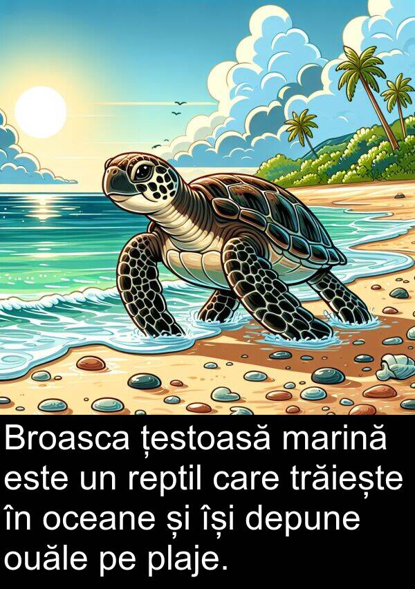 țestoasă: Broasca țestoasă marină este un reptil care trăiește în oceane și își depune ouăle pe plaje.