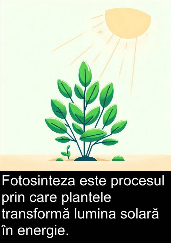 solară: Fotosinteza este procesul prin care plantele transformă lumina solară în energie.