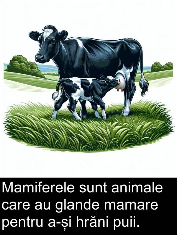 hrăni: Mamiferele sunt animale care au glande mamare pentru a-și hrăni puii.