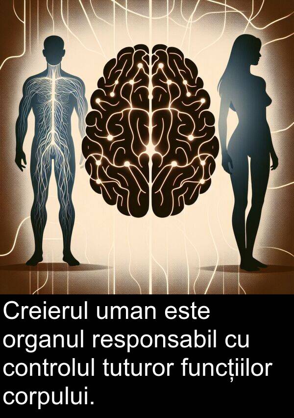 uman: Creierul uman este organul responsabil cu controlul tuturor funcțiilor corpului.