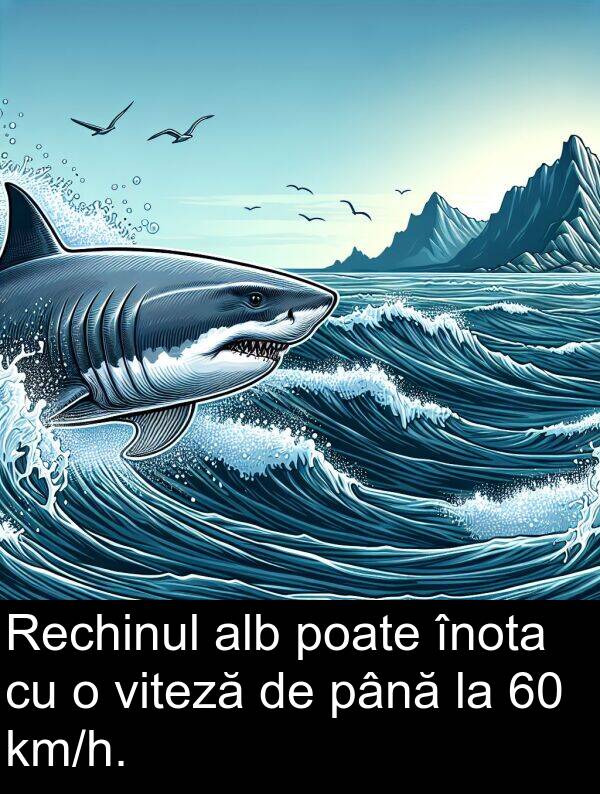 până: Rechinul alb poate înota cu o viteză de până la 60 km/h.