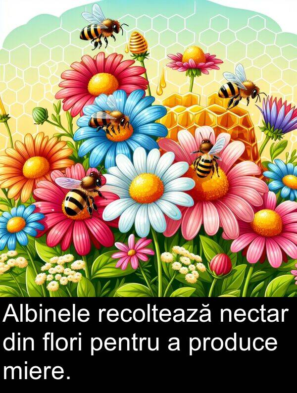 nectar: Albinele recoltează nectar din flori pentru a produce miere.