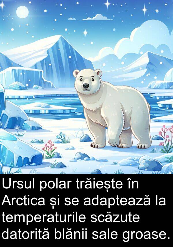 datorită: Ursul polar trăiește în Arctica și se adaptează la temperaturile scăzute datorită blănii sale groase.