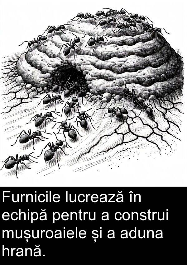 hrană: Furnicile lucrează în echipă pentru a construi mușuroaiele și a aduna hrană.