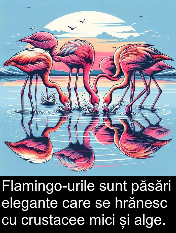 hrănesc: Flamingo-urile sunt păsări elegante care se hrănesc cu crustacee mici și alge.