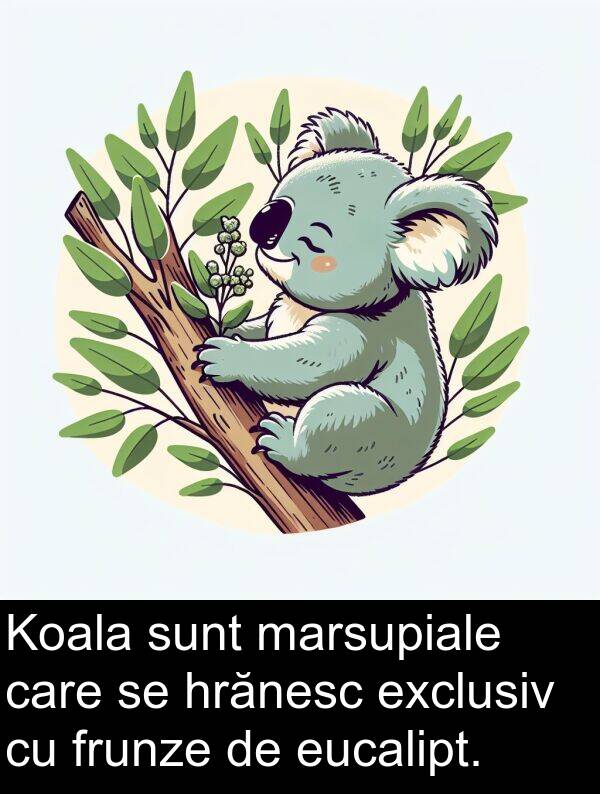 hrănesc: Koala sunt marsupiale care se hrănesc exclusiv cu frunze de eucalipt.