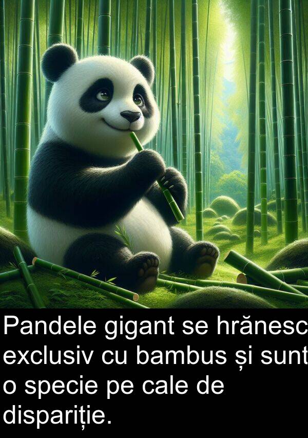 hrănesc: Pandele gigant se hrănesc exclusiv cu bambus și sunt o specie pe cale de dispariție.