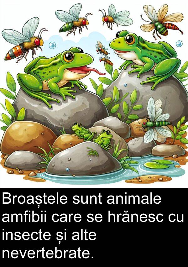 hrănesc: Broaștele sunt animale amfibii care se hrănesc cu insecte și alte nevertebrate.