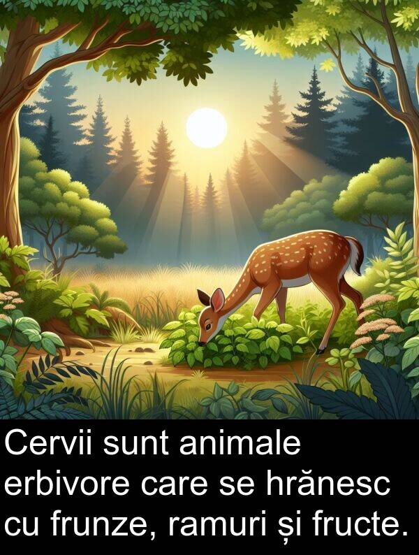 hrănesc: Cervii sunt animale erbivore care se hrănesc cu frunze, ramuri și fructe.