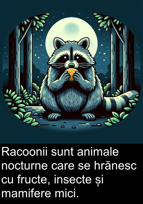 hrănesc: Racoonii sunt animale nocturne care se hrănesc cu fructe, insecte și mamifere mici.