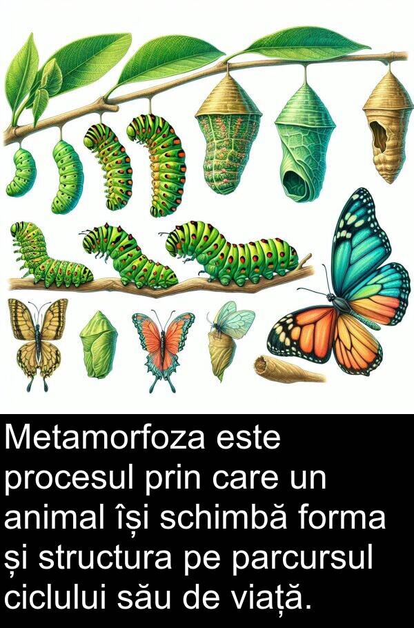 structura: Metamorfoza este procesul prin care un animal își schimbă forma și structura pe parcursul ciclului său de viață.