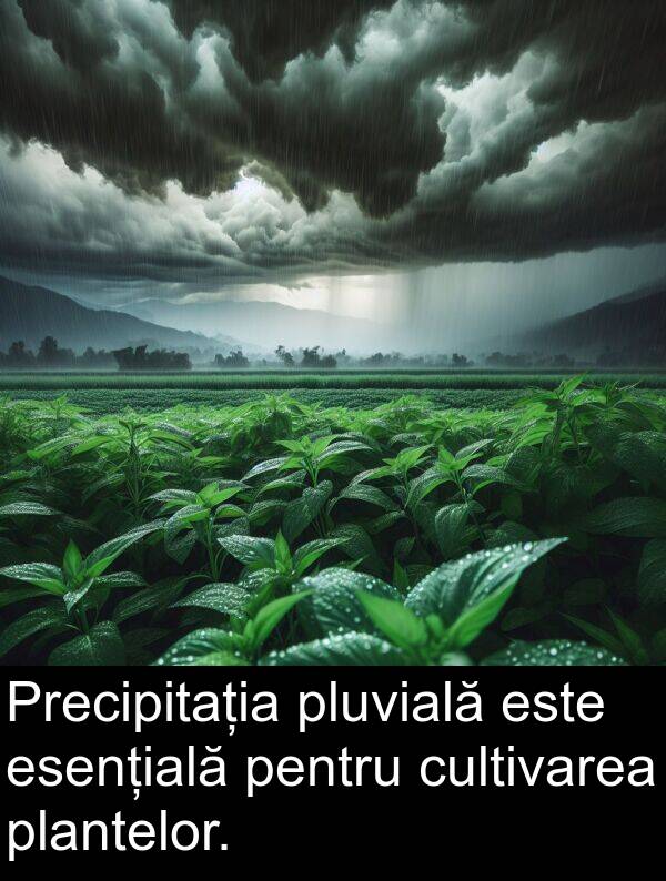 pluvială: Precipitația pluvială este esențială pentru cultivarea plantelor.