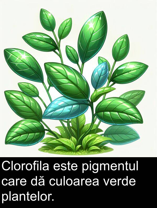 verde: Clorofila este pigmentul care dă culoarea verde plantelor.