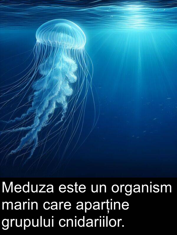 cnidariilor: Meduza este un organism marin care aparține grupului cnidariilor.