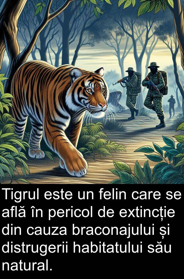 habitatului: Tigrul este un felin care se află în pericol de extincție din cauza braconajului și distrugerii habitatului său natural.