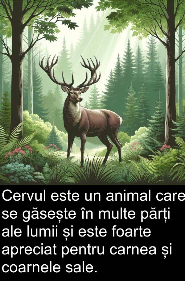 coarnele: Cervul este un animal care se găsește în multe părți ale lumii și este foarte apreciat pentru carnea și coarnele sale.