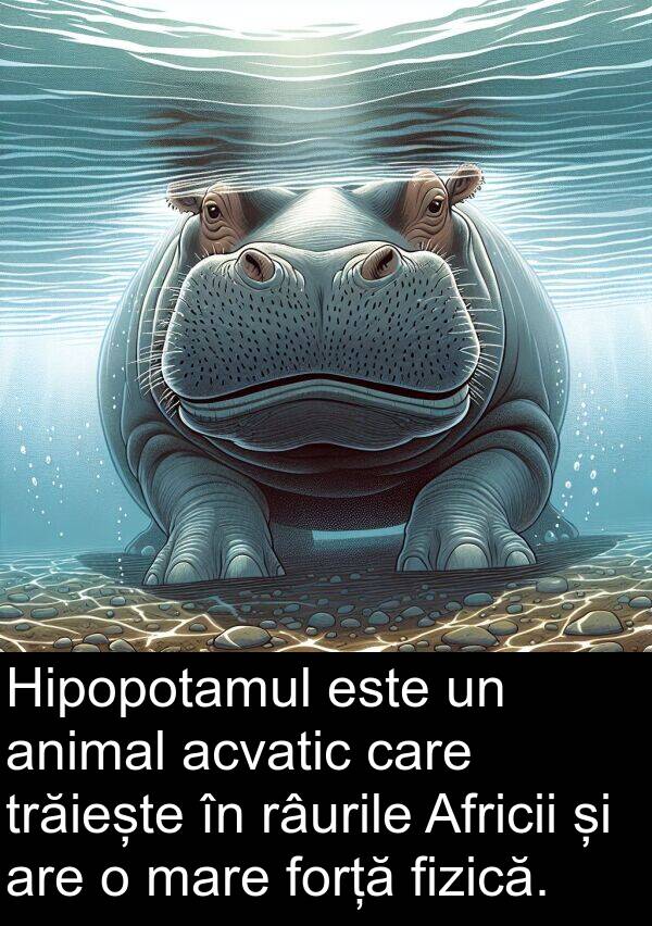 acvatic: Hipopotamul este un animal acvatic care trăiește în râurile Africii și are o mare forță fizică.