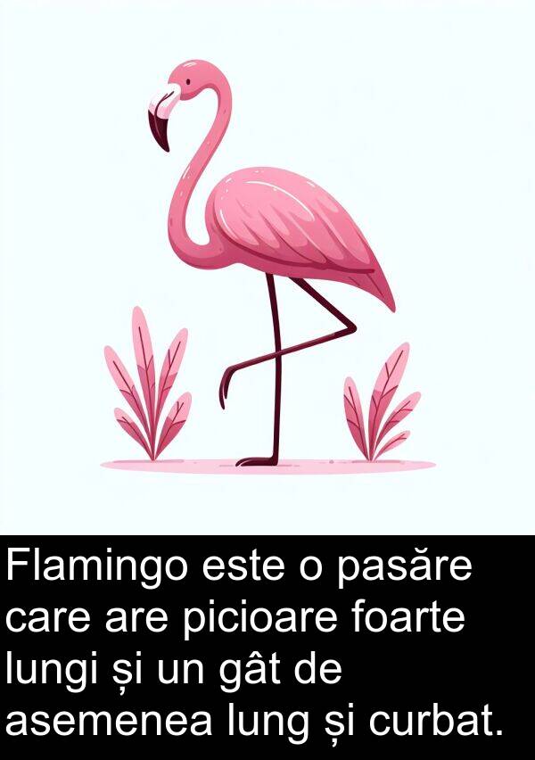 lungi: Flamingo este o pasăre care are picioare foarte lungi și un gât de asemenea lung și curbat.