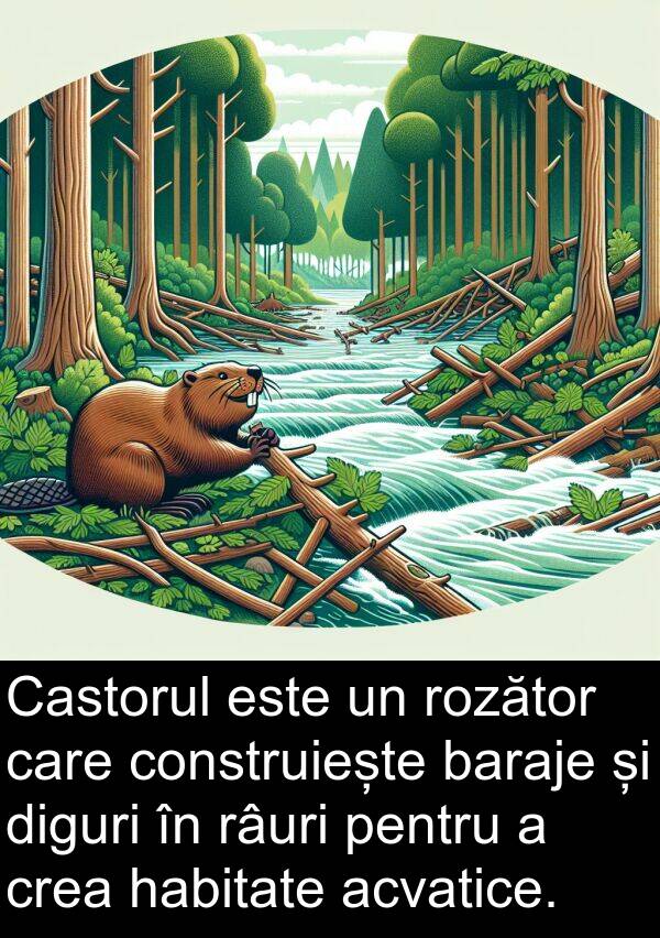 habitate: Castorul este un rozător care construiește baraje și diguri în râuri pentru a crea habitate acvatice.