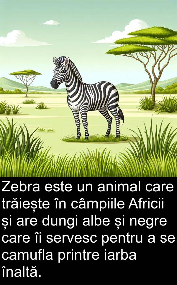 iarba: Zebra este un animal care trăiește în câmpiile Africii și are dungi albe și negre care îi servesc pentru a se camufla printre iarba înaltă.