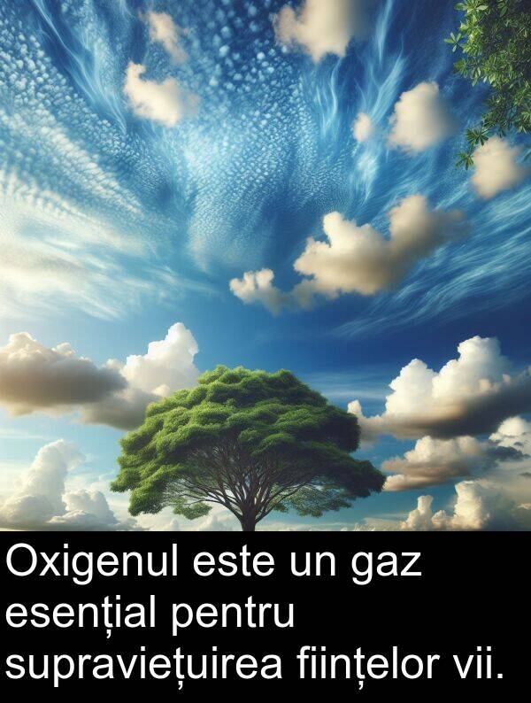 supraviețuirea: Oxigenul este un gaz esențial pentru supraviețuirea ființelor vii.