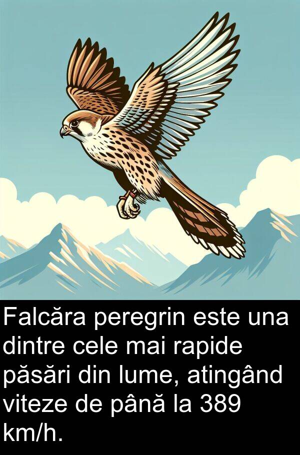 una: Falcăra peregrin este una dintre cele mai rapide păsări din lume, atingând viteze de până la 389 km/h.