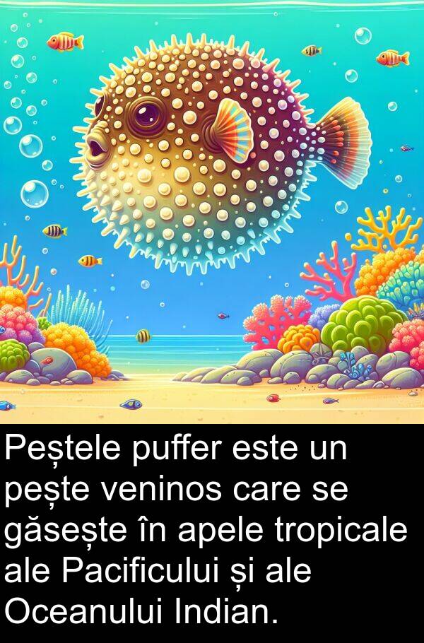 veninos: Peștele puffer este un pește veninos care se găsește în apele tropicale ale Pacificului și ale Oceanului Indian.