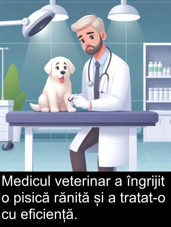 eficiență: Medicul veterinar a îngrijit o pisică rănită și a tratat-o cu eficiență.