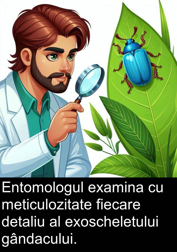 meticulozitate: Entomologul examina cu meticulozitate fiecare detaliu al exoscheletului gândacului.