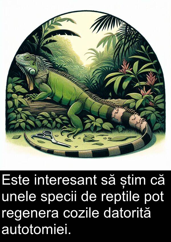 datorită: Este interesant să știm că unele specii de reptile pot regenera cozile datorită autotomiei.