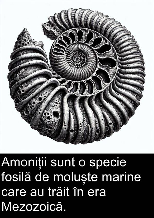 specie: Amoniții sunt o specie fosilă de moluște marine care au trăit în era Mezozoică.