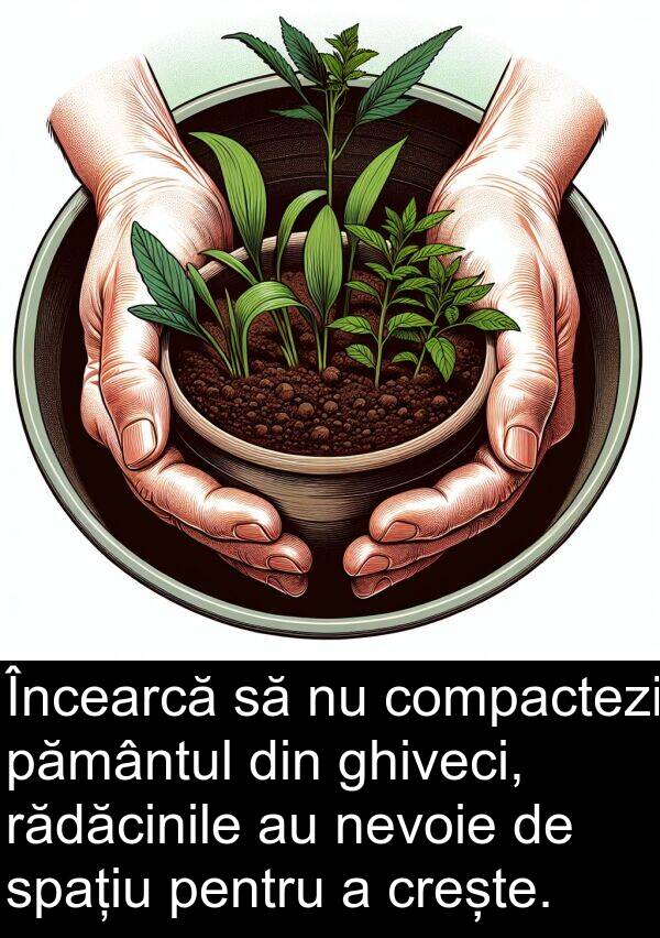 rădăcinile: Încearcă să nu compactezi pământul din ghiveci, rădăcinile au nevoie de spațiu pentru a crește.