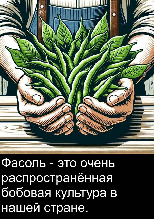 нашей: Фасоль - это очень распространённая бобовая культура в нашей стране.