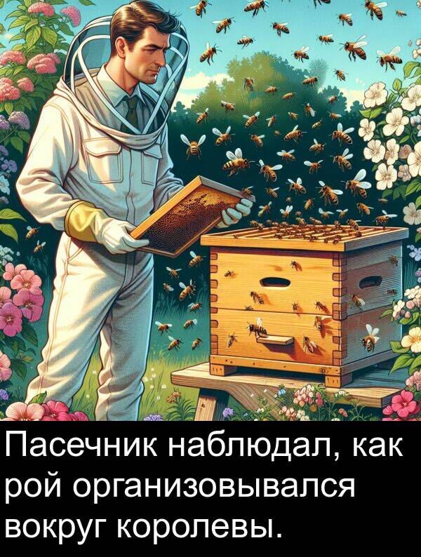 наблюдал: Пасечник наблюдал, как рой организовывался вокруг королевы.