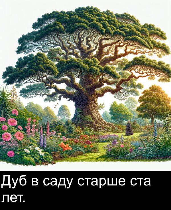 лет: Дуб в саду старше ста лет.