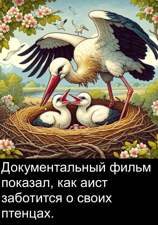 заботится: Документальный фильм показал, как аист заботится о своих птенцах.