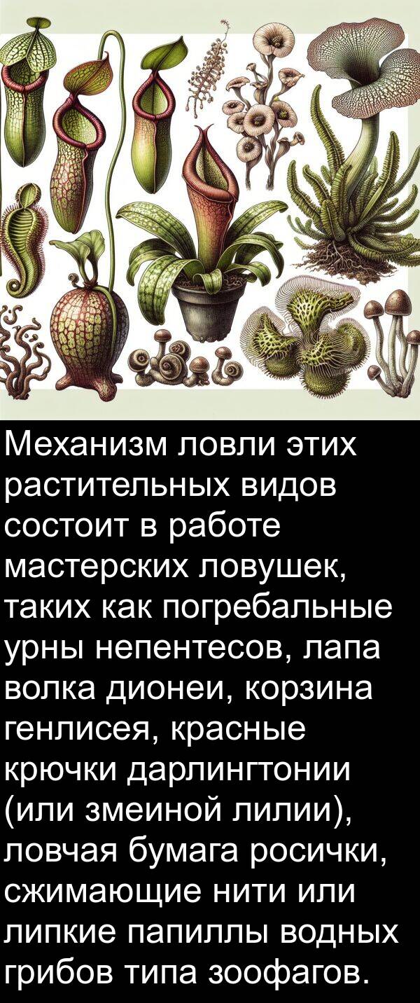 работе: Механизм ловли этих растительных видов состоит в работе мастерских ловушек, таких как погребальные урны непентесов, лапа волка дионеи, корзина генлисея, красные крючки дарлингтонии (или змеиной лилии), ловчая бумага росички, сжимающие нити или липкие папиллы водных грибов типа зоофагов.