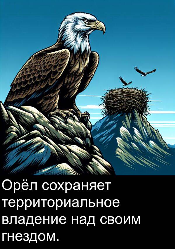 над: Орёл сохраняет территориальное владение над своим гнездом.