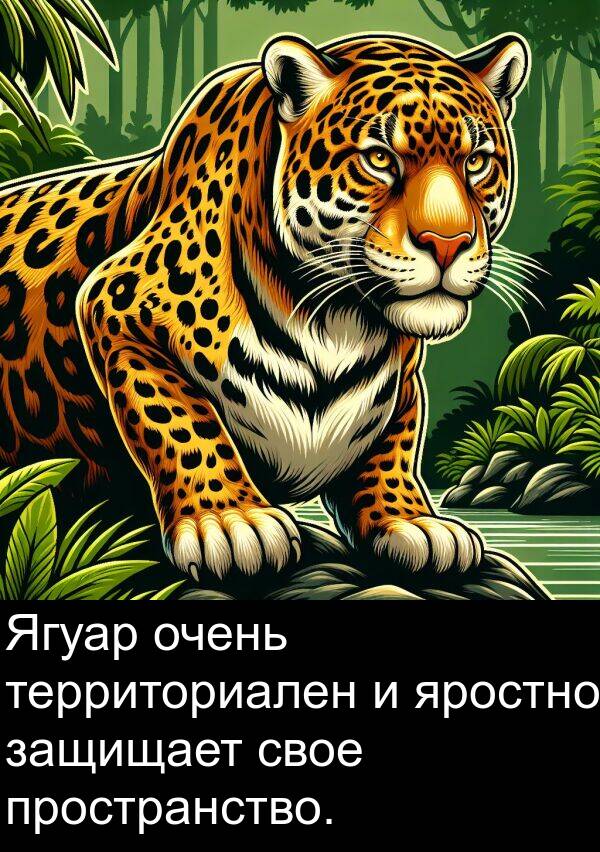 яростно: Ягуар очень территориален и яростно защищает свое пространство.