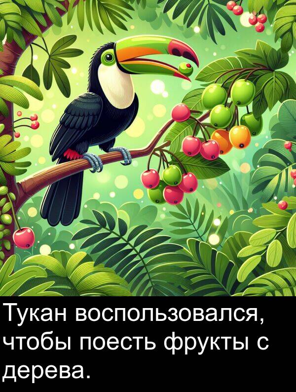 дерева: Тукан воспользовался, чтобы поесть фрукты с дерева.