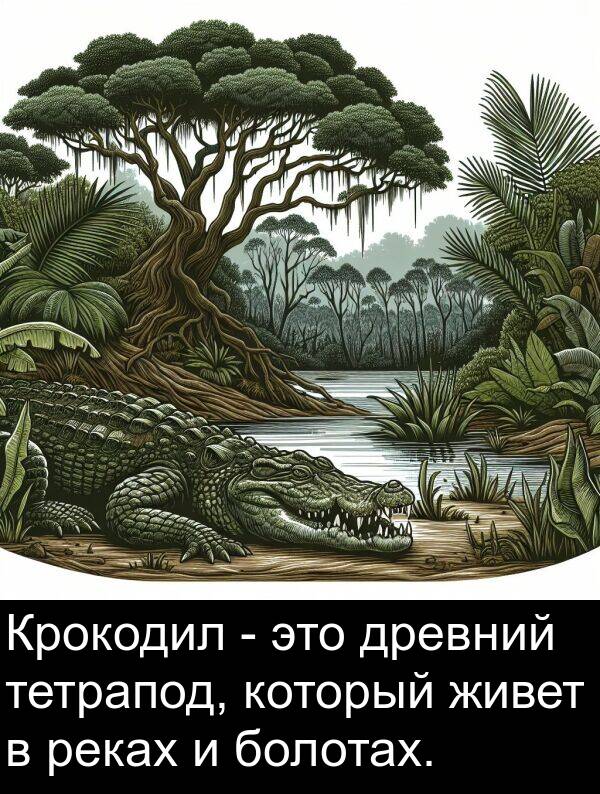 живет: Крокодил - это древний тетрапод, который живет в реках и болотах.