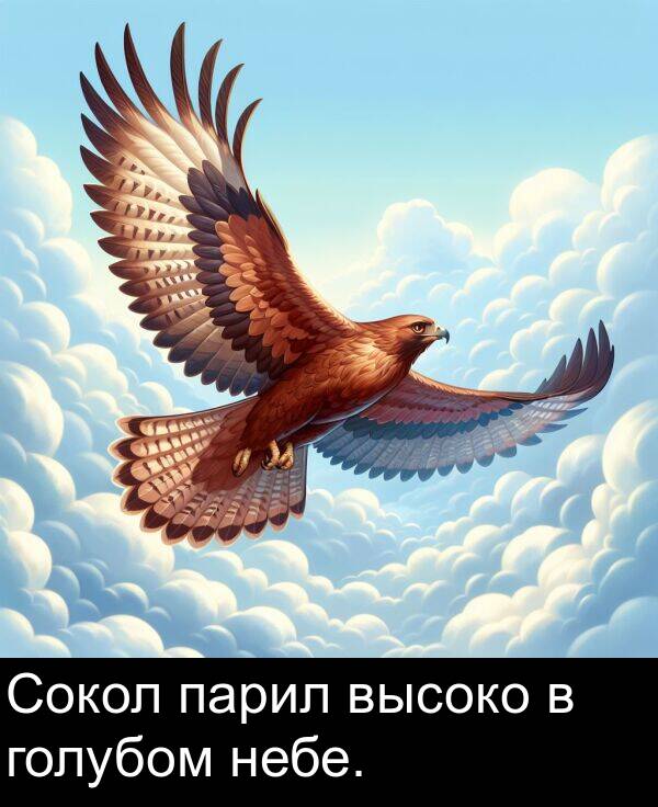 высоко: Сокол парил высоко в голубом небе.