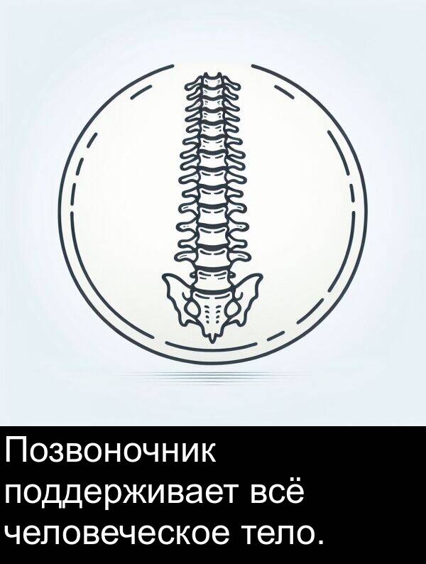 человеческое: Позвоночник поддерживает всё человеческое тело.
