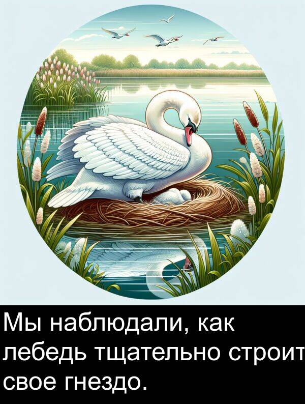 наблюдали: Мы наблюдали, как лебедь тщательно строит свое гнездо.