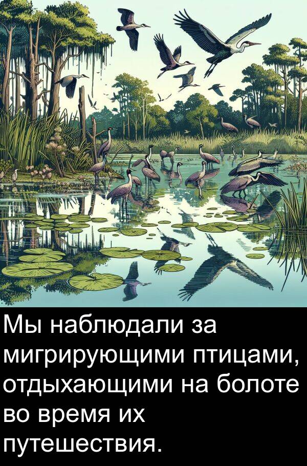 наблюдали: Мы наблюдали за мигрирующими птицами, отдыхающими на болоте во время их путешествия.