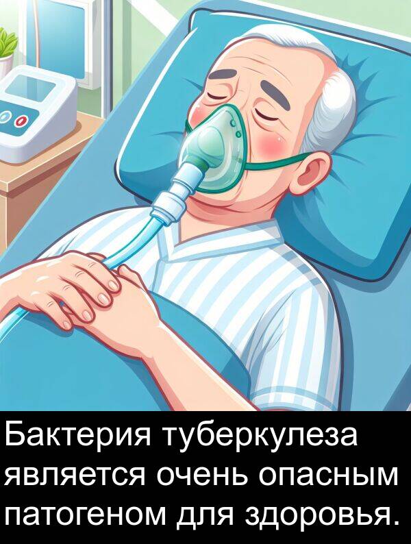 здоровья: Бактерия туберкулеза является очень опасным патогеном для здоровья.